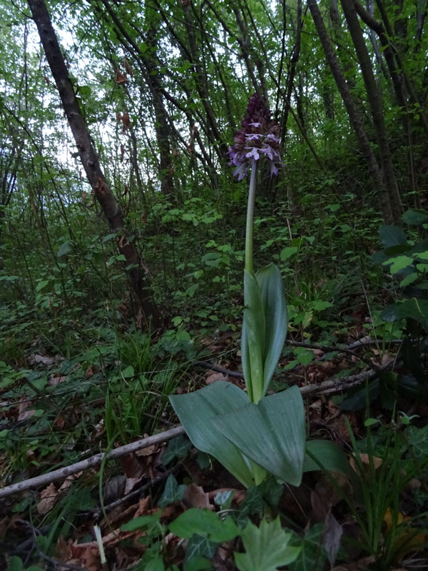 Orchis purpurea